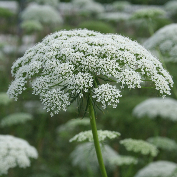 Амми (Ammi)