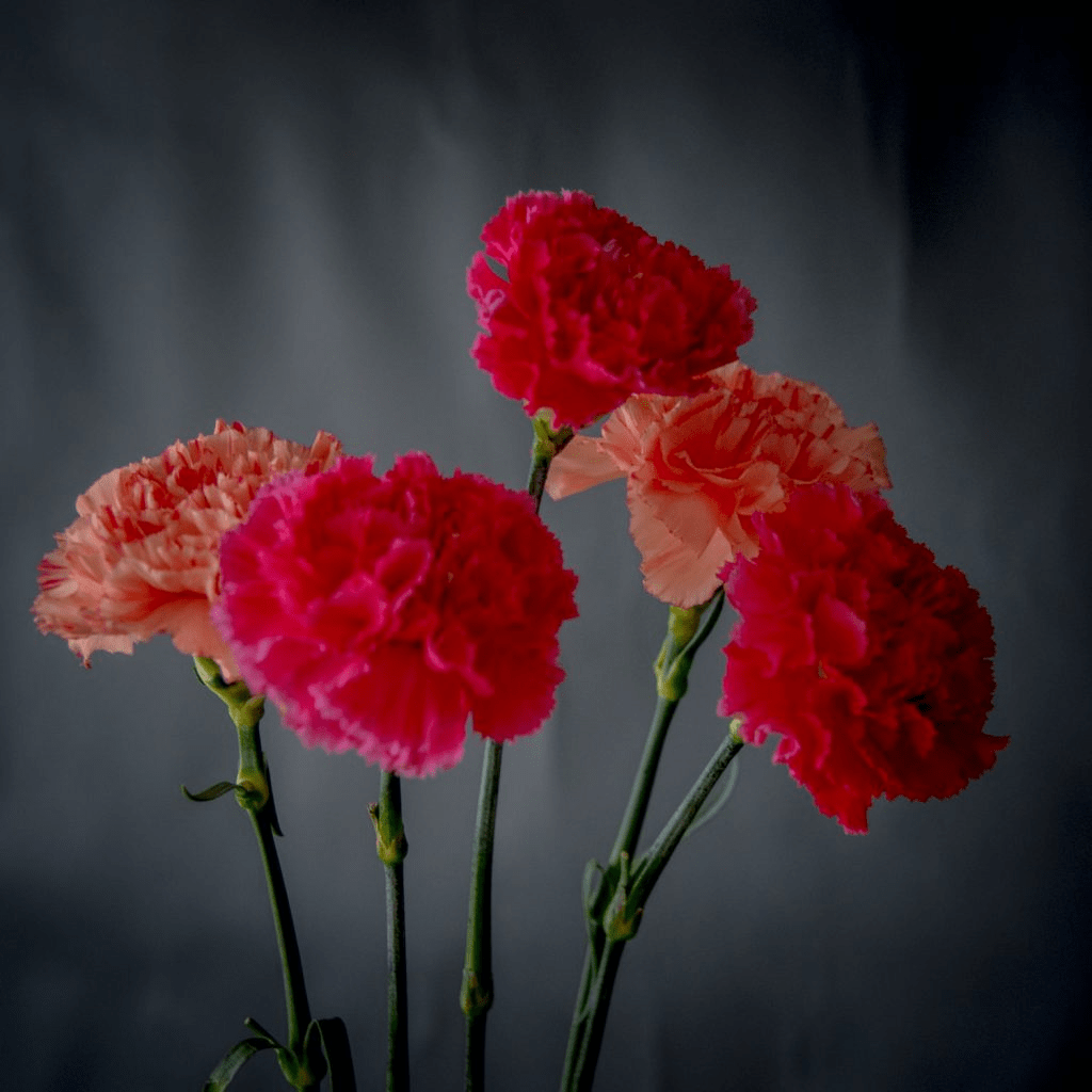 Гвоздика (Dianthus)
