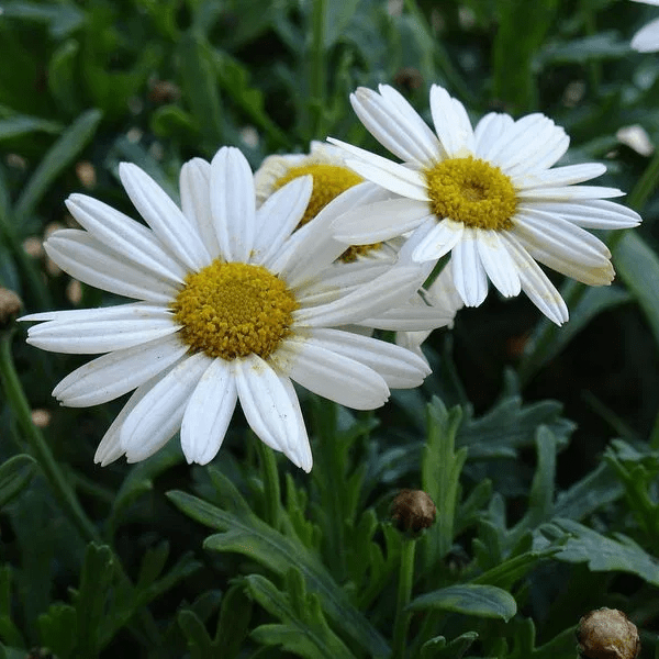 Ромашка (Leucanthemum)