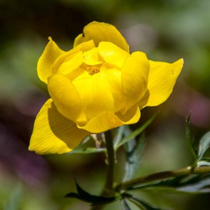 Троллиус (Trollius)