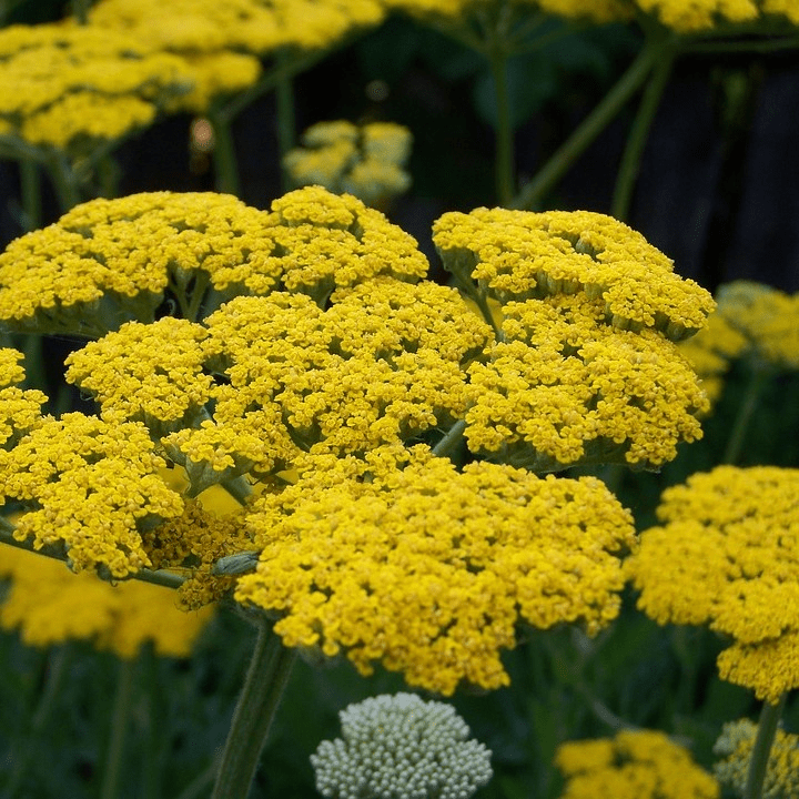 Ахиллея (Achillea)​ таволговая