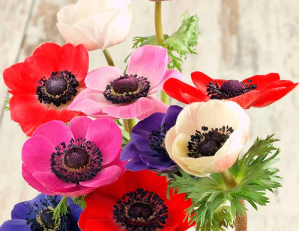 Анемона (Anemone) Анемона (Anemone)