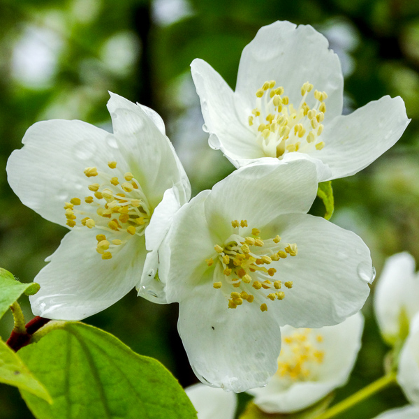 Филадельфус (Philadelphus) Филадельфус (Philadelphus)