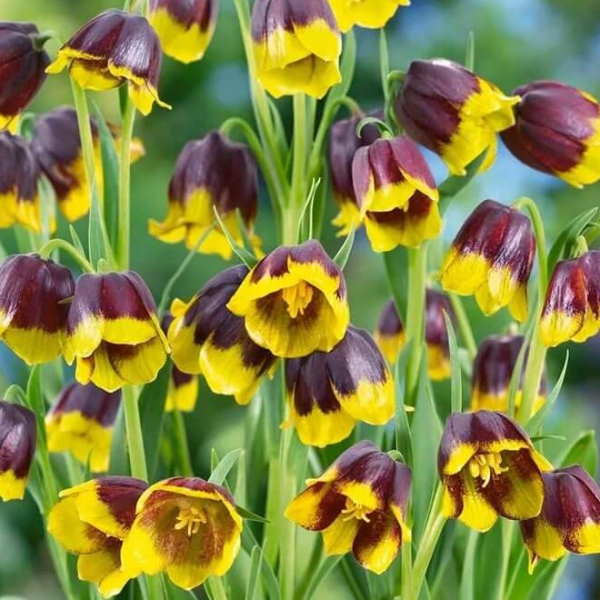 Фритиллярия (Fritillaria) ассирийская Фритиллярия (Fritillaria) ассирийская