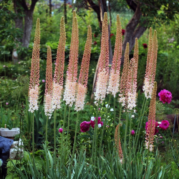 Эремурус (Eremurus) мощный