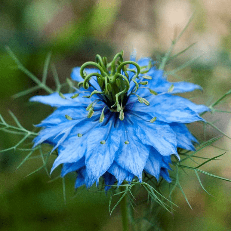 Нигелла (Nigella)