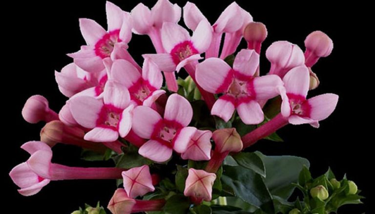 Бувардия (Bouvardia) Бувардия (Bouvardia)