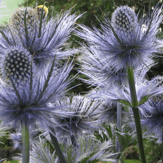 Эрингиум (Eryngium) альпийский