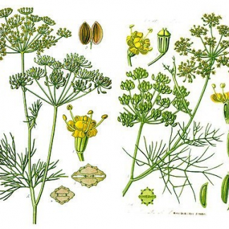 Фенхель (Foeniculum)