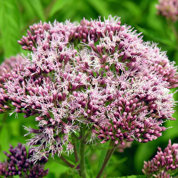 Эупаториум (Eupatorium)