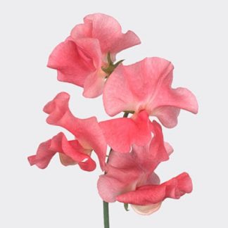 Латирус (Lathyrus)