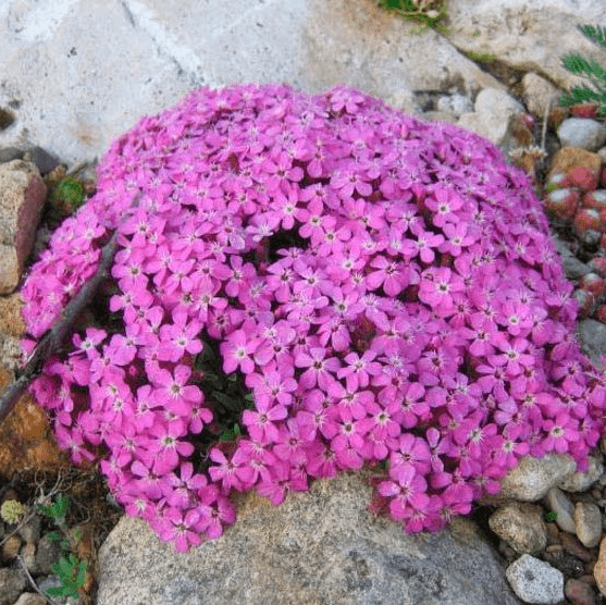 Сапонария (Saponaria)