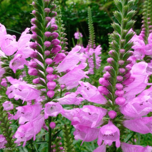 Физостегия (Physostegia)