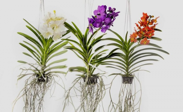 Ванда (Vanda) Ванда (Vanda)