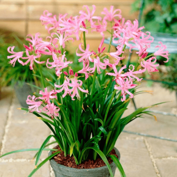 Нерине (Nerine)