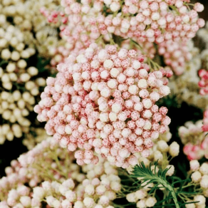 Озотамнус (Ozothamnus)