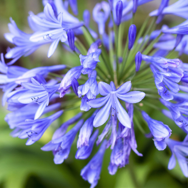 Агапантус (Agapanthus)