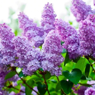 Сирень (Syringa)
