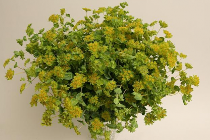 Буплерум (Bupleurum) Буплерум (Bupleurum)