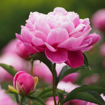 Пион (Paeonia)