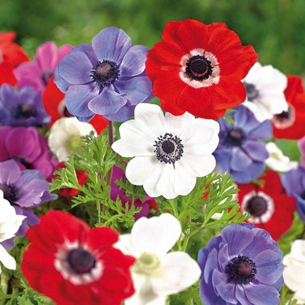 Анемона (Anemone)