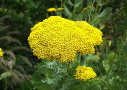 Ахиллея (Achillea) таволговая Ахиллея (Achillea) таволговая