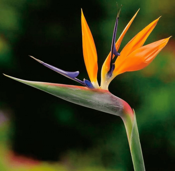 Стрелиция (Strelitzia)