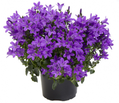 Кампанула (Campanula) средняя