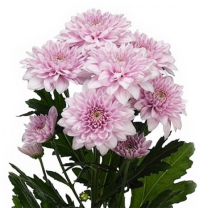 Хризантема (Chrysanthemum) кустовая