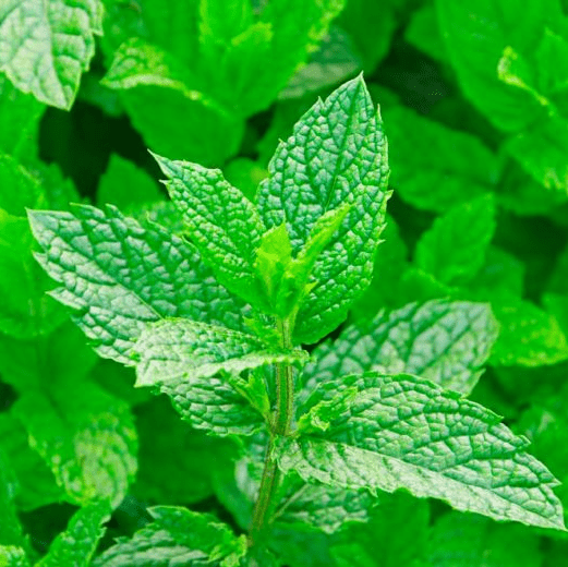 Мята (Mentha)
