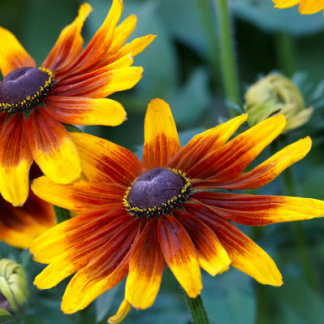 Рудбекия (Rudbeckia)