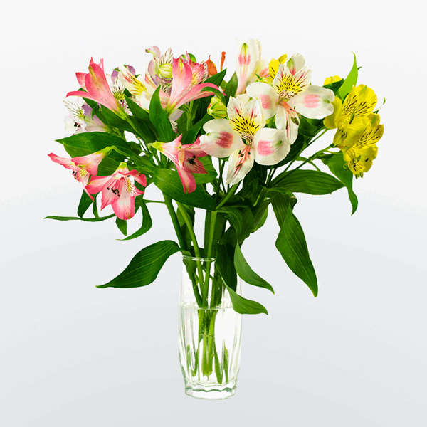 Альстромерия (Alstroemeria) Альстромерия (Alstroemeria)