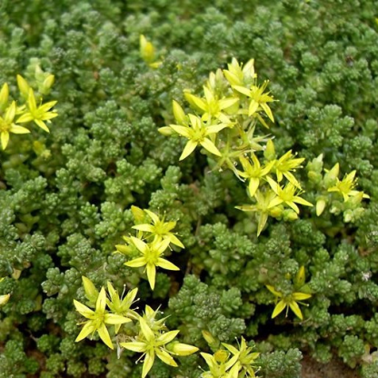 Седум (Sedum) Седум (Sedum)