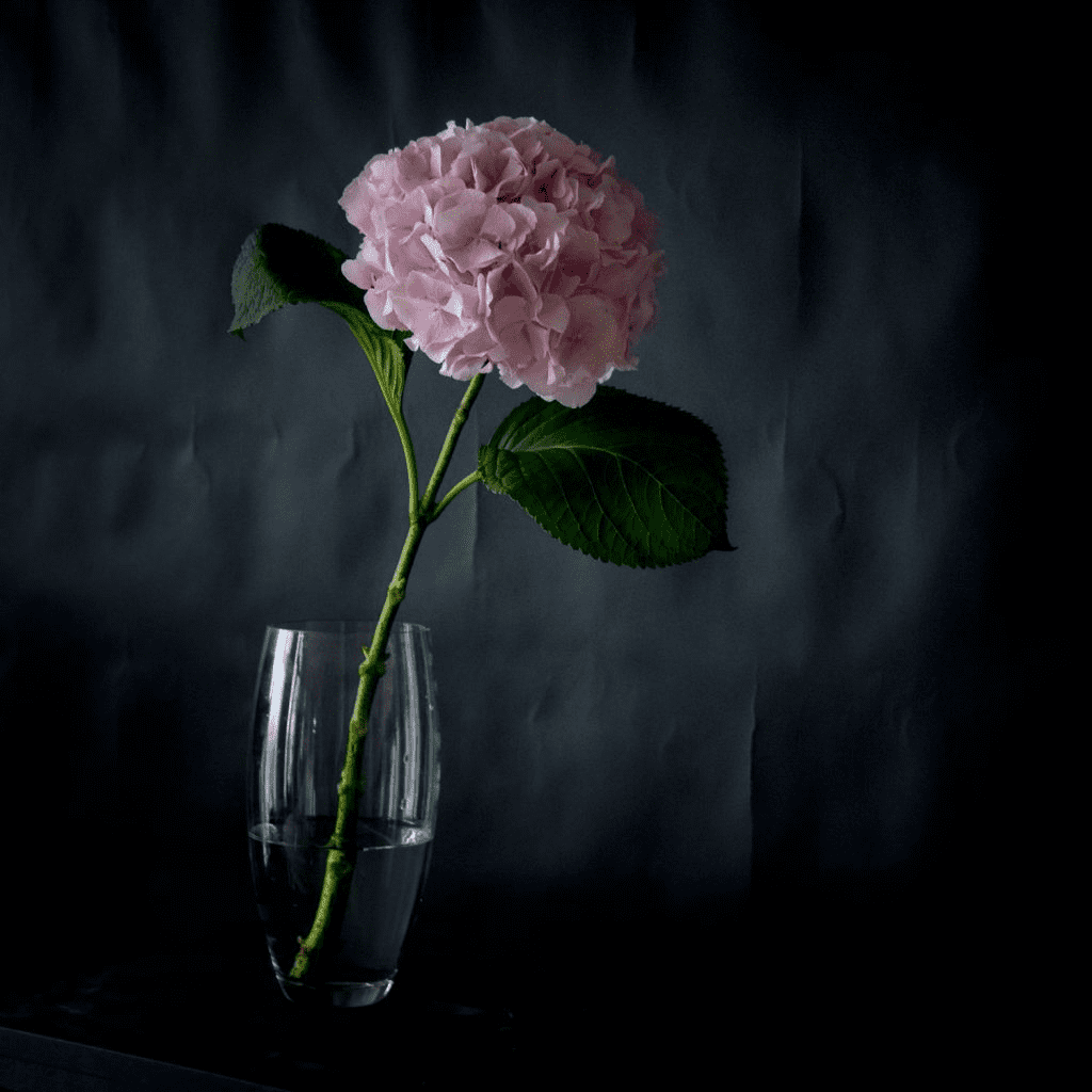 Гортензия (Hydrangea)