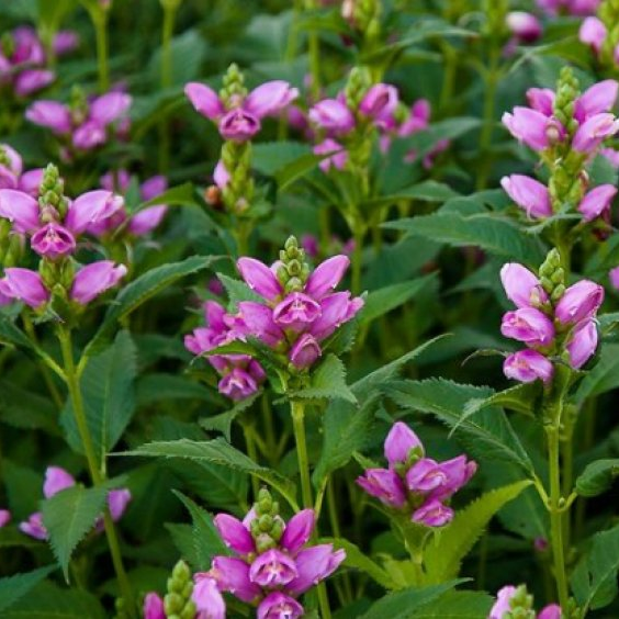 Хелоне (Chelone) Хелоне (Chelone)