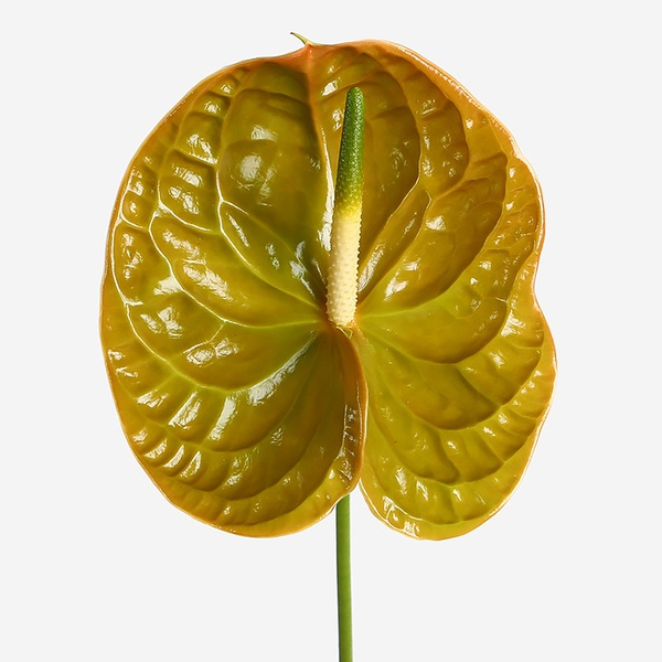 Антуриум (Anthurium)