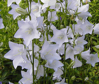Кампанула (Campanula) пирамидальная