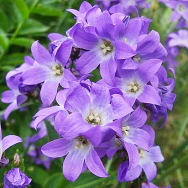 Кампанула (Campanula) скученая