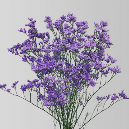 Лимониум (Limonium)