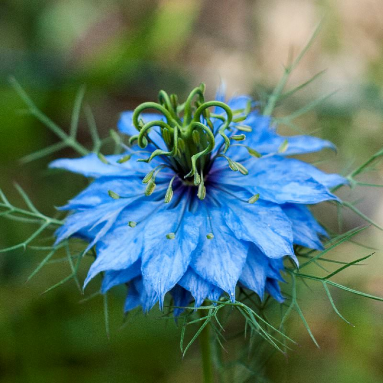 Нигелла (Nigella) Нигелла (Nigella)