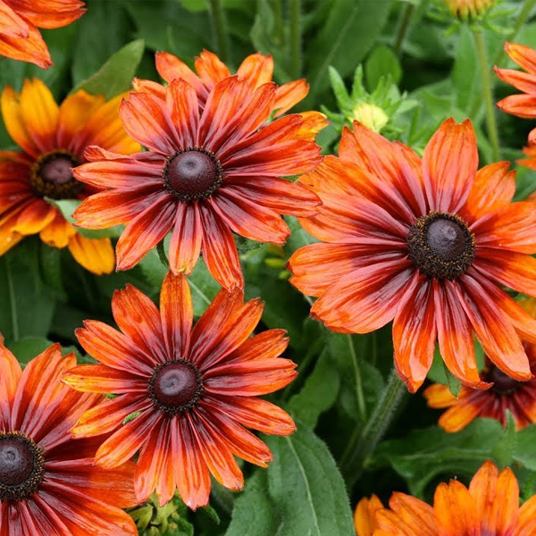 Гелениум (Helenium)