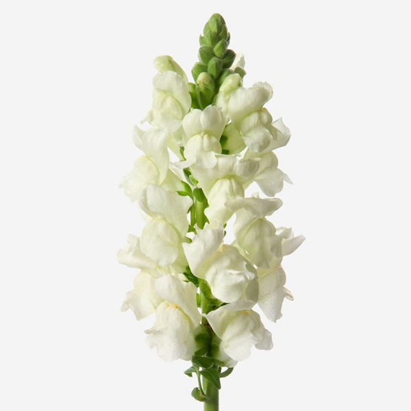 Антирринум (Antirrhinum)