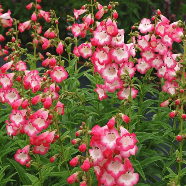 Пенстемон (Penstemon)