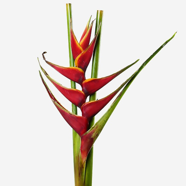 Геликония (Heliconia)