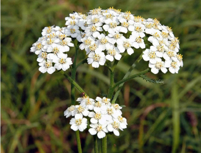 Ахиллея (Achillea) обыкновенная Ахиллея (Achillea) обыкновенная