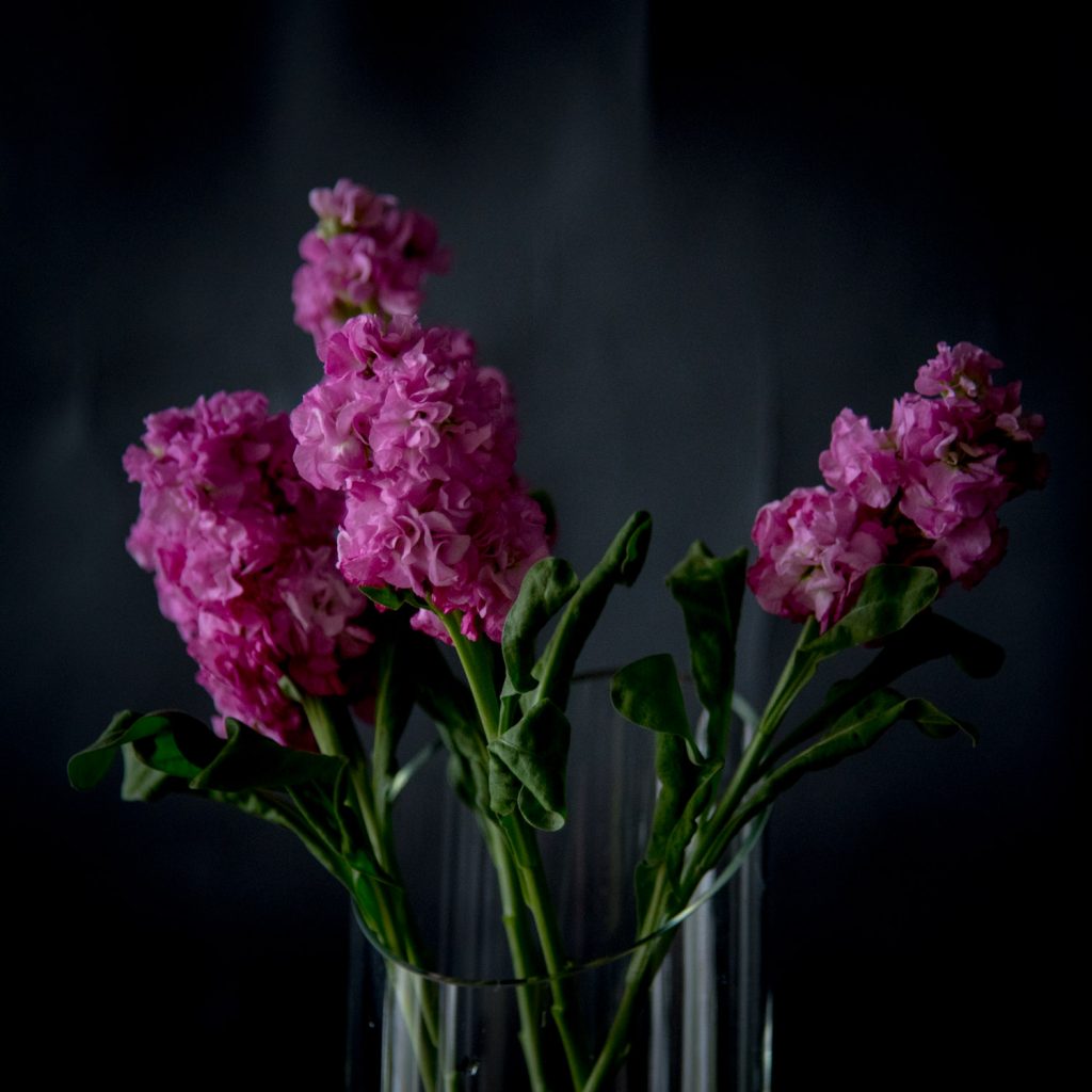 Маттиола (Matthiola)