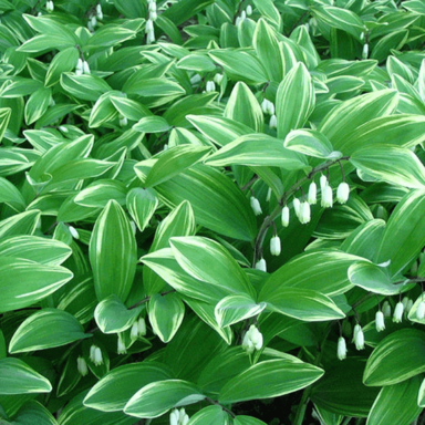 Полигонатум (Polygonatum)