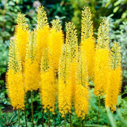 Эремурус (Eremurus) узколистный Эремурус (Eremurus) узколистный