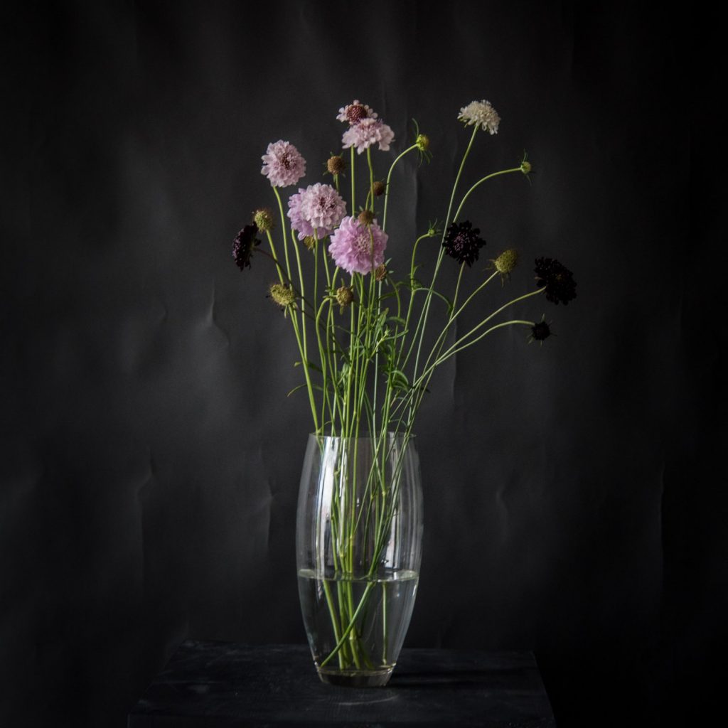 Скабиоза (Scabiosa caucasica)