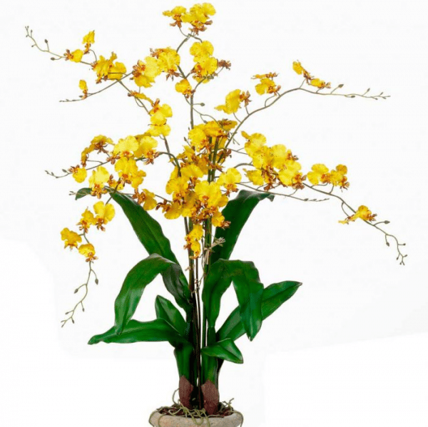 Онцидиум (Oncidium)